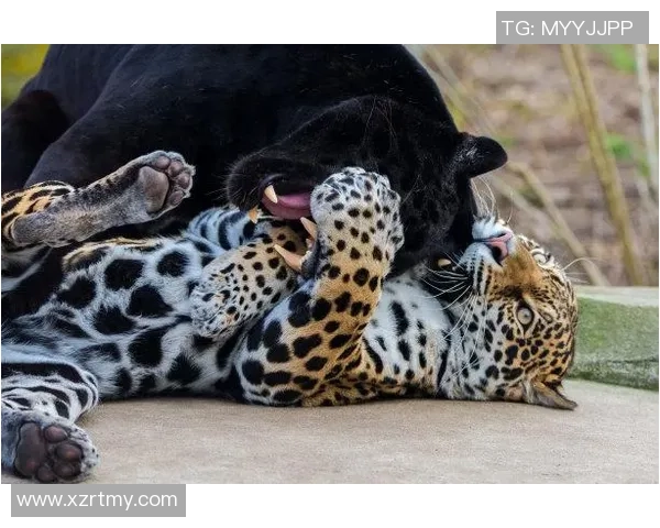 黑豹与美洲豹的生存之争：谁才是真正的丛林霸主